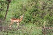 impala (12)